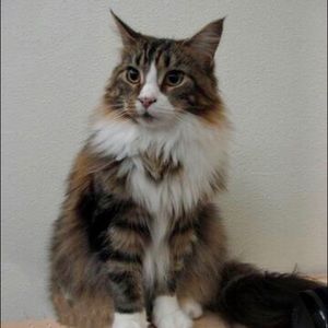 Meet your Posher, Minci